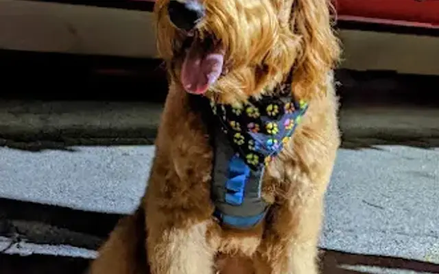 Scrubby Doo Mobile Doggie Spa in Schaumburg, IL