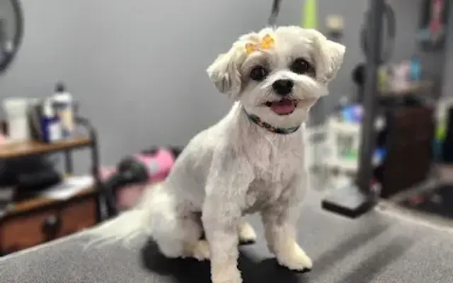 Ashley's Grooming LLC in Anderson, SC