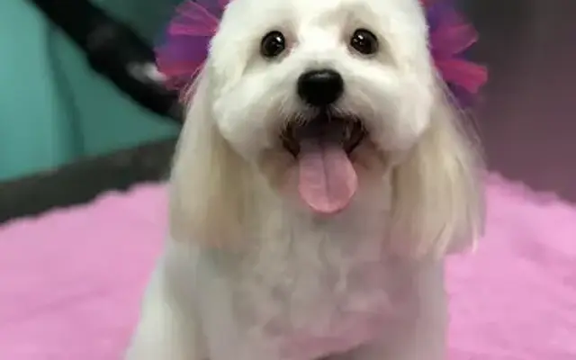Pet Styles by Sharon in Indian Shores, FL