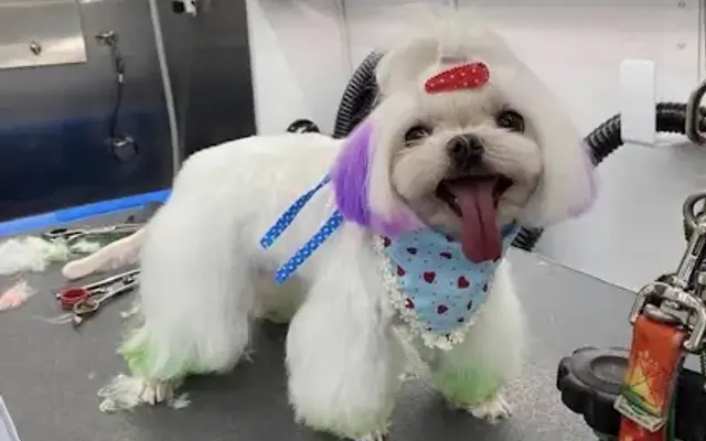 smile mobile grooming in Woodland Hills, CA