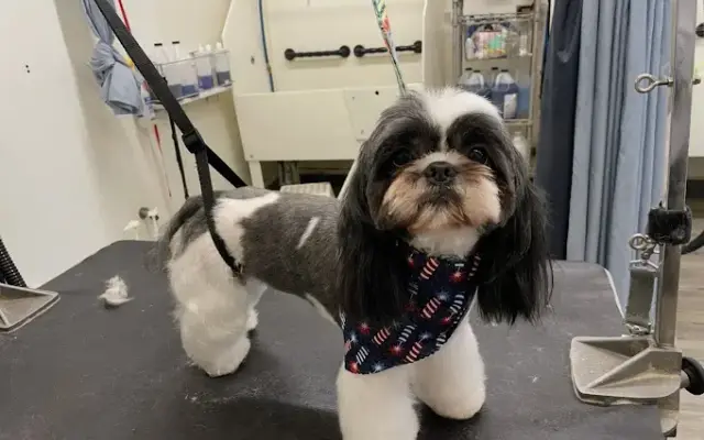 Paw Mitchell Dog Grooming in Hopedale, MA