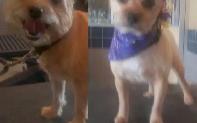 Pawsitive Radiance Pet Care in Daytona Beach, FL