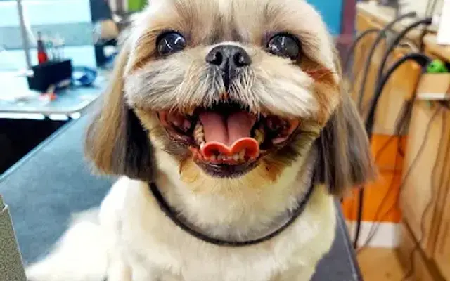 Pupperazi Pet Spa in Palm Harbor, FL