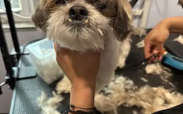 4Caring Paws in Eastchester, NY