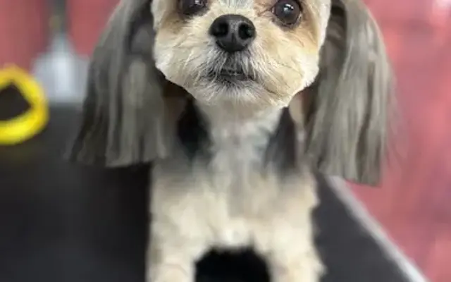 Bark-Fur-Fashion LLC in Green Forest, AR
