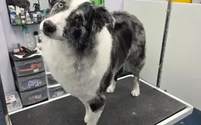 Nature's Design Dog Spa | Pet Groomer in Boise, ID