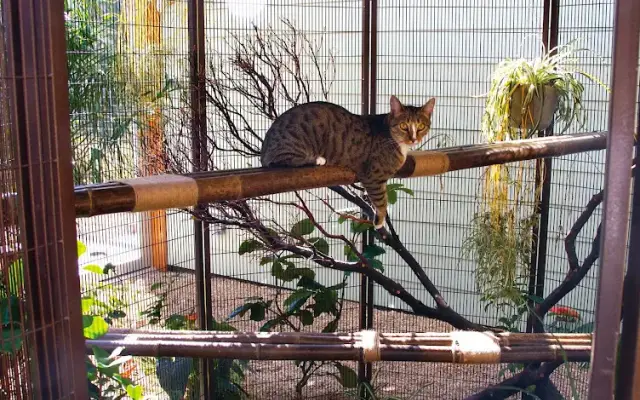 Pet Camp Cat Safari in San Francisco, CA