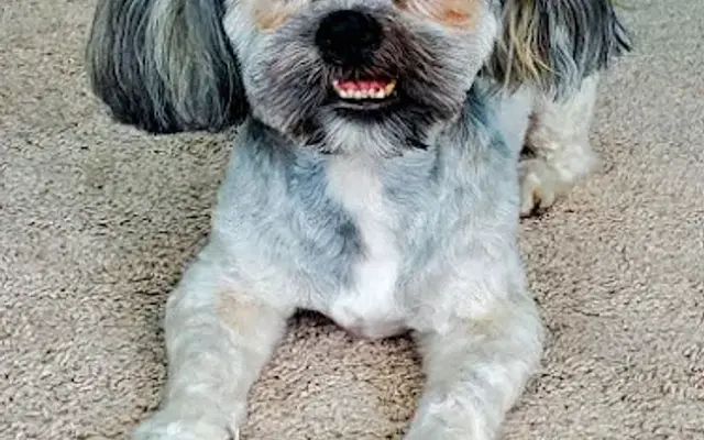 Professional Pet Groom in Powder Springs, GA