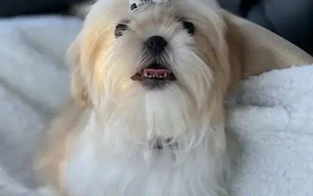 Adore Mobile Pet Spa in Raleigh, NC