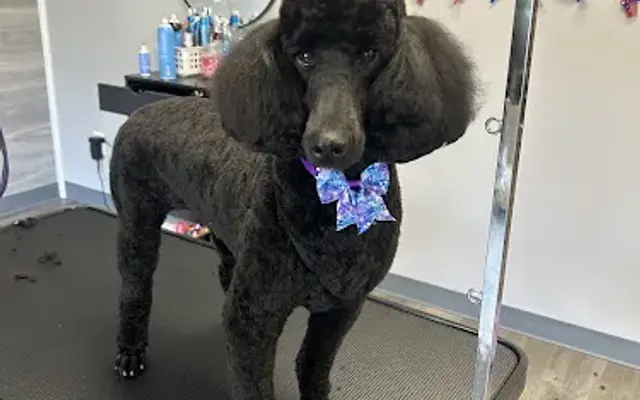 Golden’s Grooming Co. in North Olmsted, OH