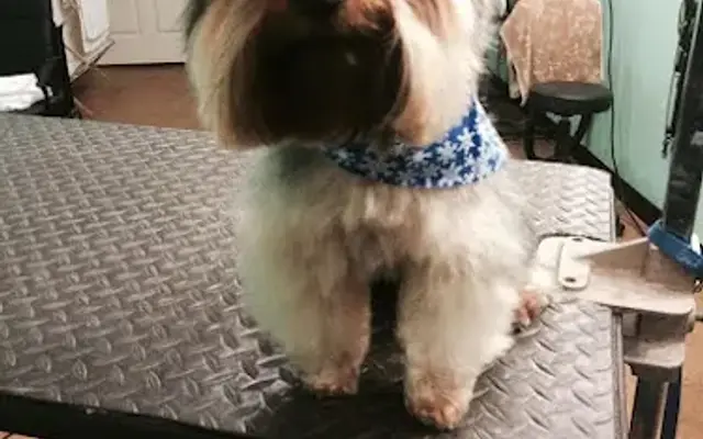 Lada Doggy's Day Spa in Staten Island, NY