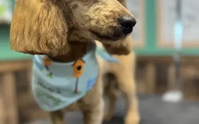 Fuzzy Friends Grooming Boutique in Absecon, NJ