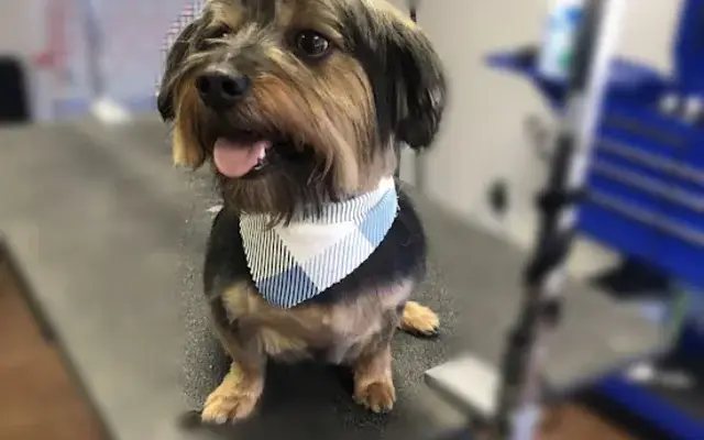 Dirty Dog Groomin’ in Corsicana, TX