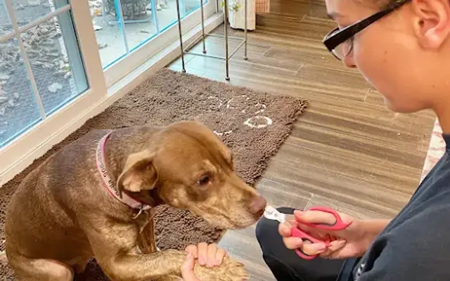 Perfect Paws House Calls in Manchester Township, NJ