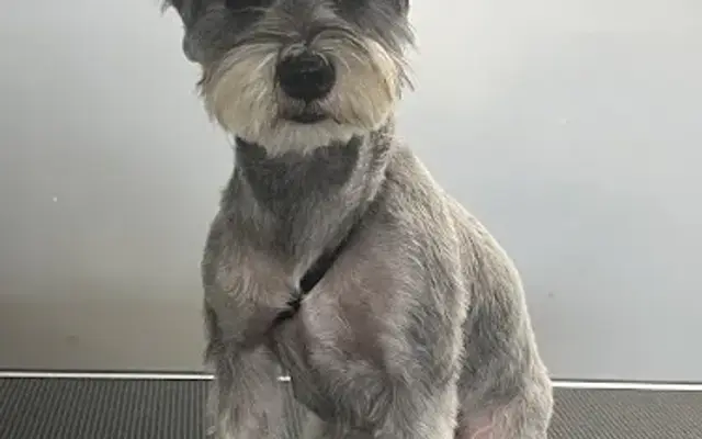 Rialto Grooming in Rialto, CA