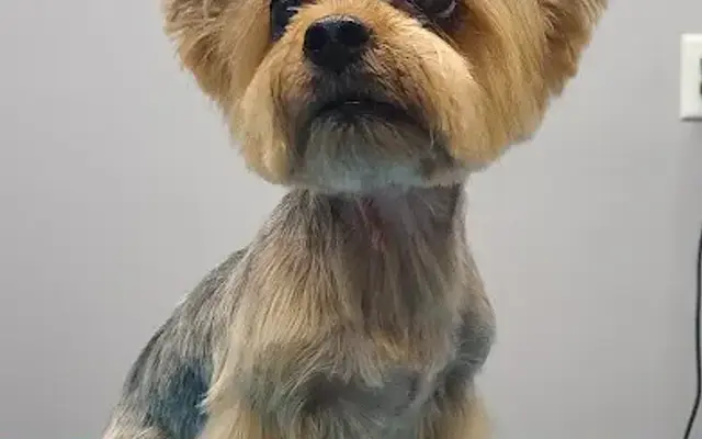 Glam Grooms Luxury Dog Grooming in Albert Lea, MN