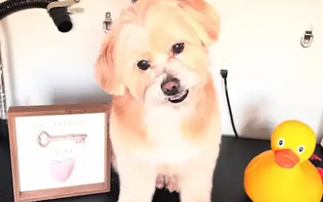 Sanroo Mobile Dog Grooming in Arcadia, CA