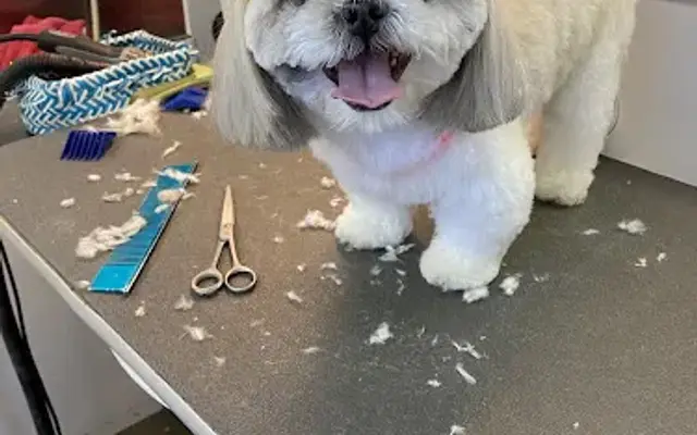 Sandy Paws Mobile Grooming LLC in Whiting, NJ