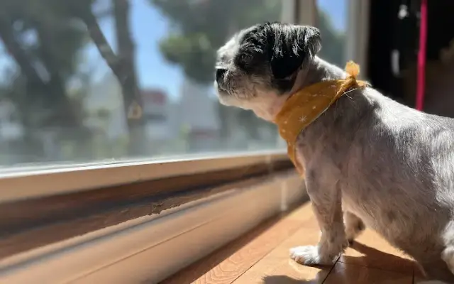 Dog Apawthecary in Los Angeles, CA