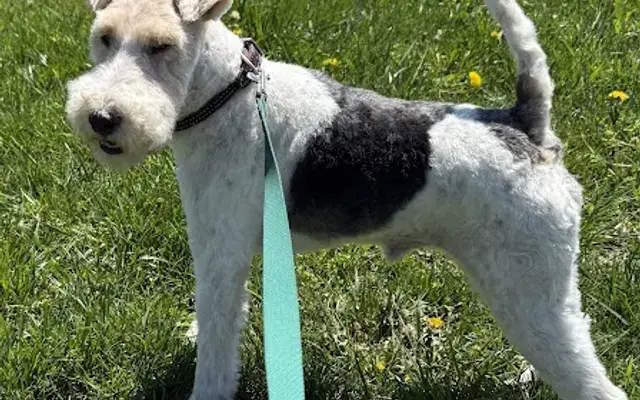 PetSmart Grooming in Muncie, IN