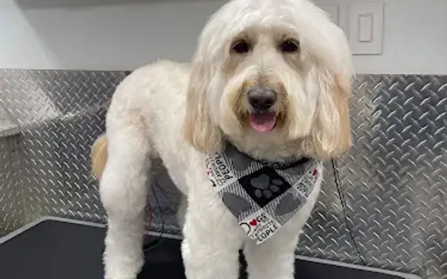 Fab Dogs Mobile Grooming of Fulshear by Pets Tx in Houston, TX