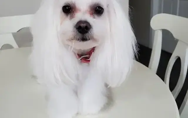 Gini's Grooming Shop in Plymouth, WI