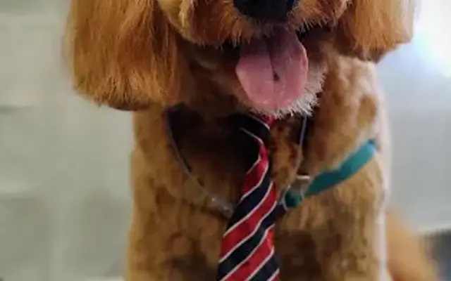 Scrub-A-Pup Llc in Maple Valley, WA
