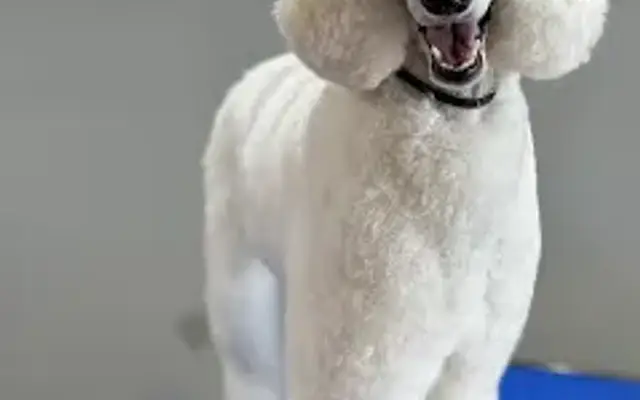 Lovely Paws Pet Grooming Salon, LLC in Delray Beach, FL