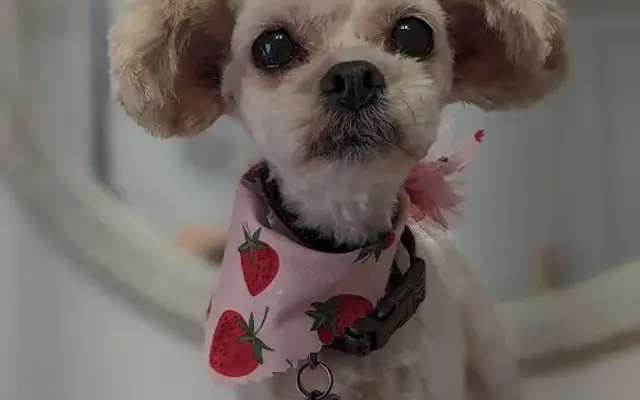 Minnesota Groomer Gal - Theresa Marie in Dassel, MN