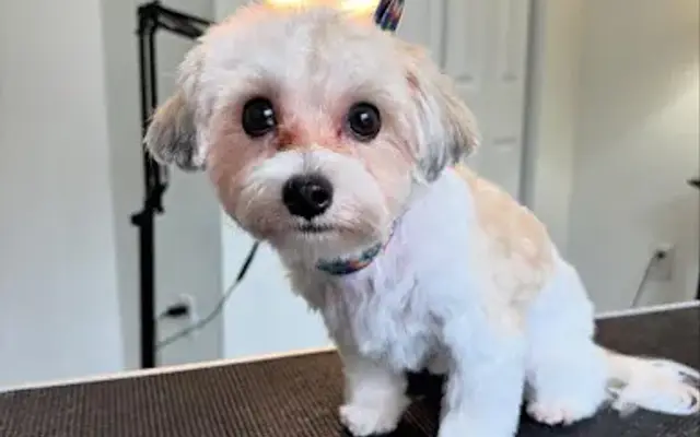 KIWI Dog Grooming in Fort Myers, FL