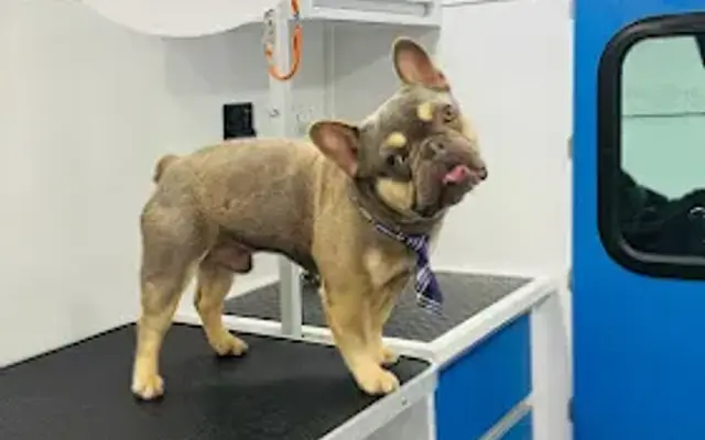 Yadi Mobile Grooming in Miami, FL