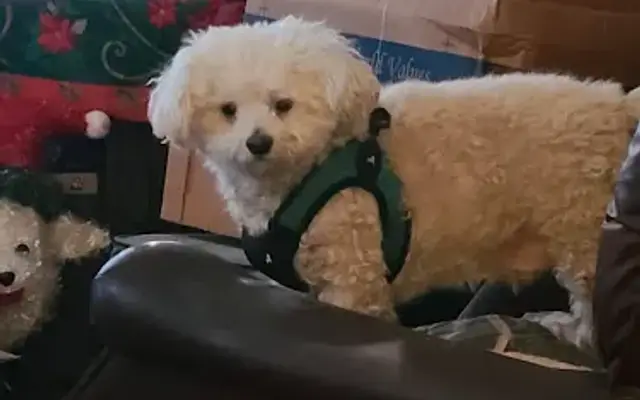 Merri's Grooming Palace in Woodland Hills, CA