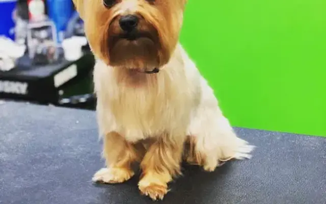 Lovely paws mobile pet salon in Houston, TX