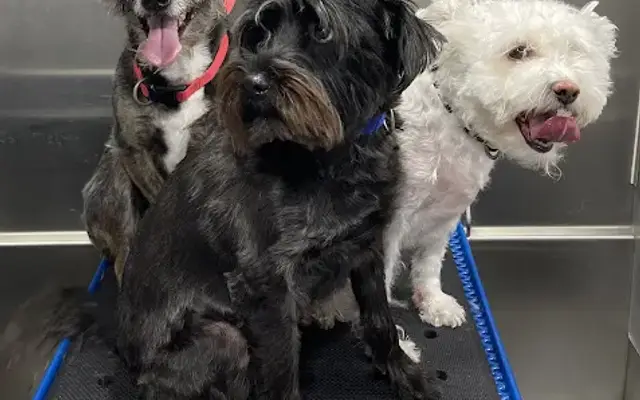 A Dogs Life Pet Care in Topanga, CA