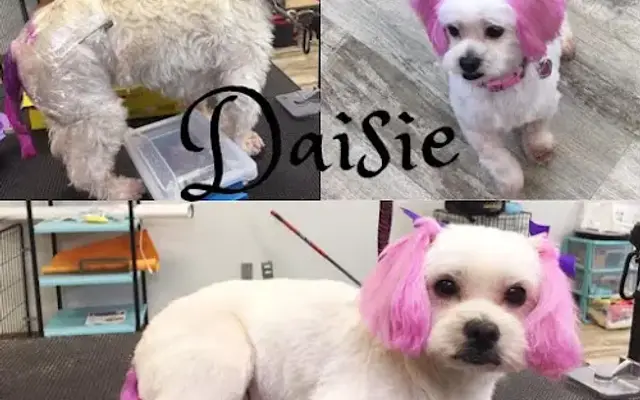 Fashion Dog in Birmingham, AL