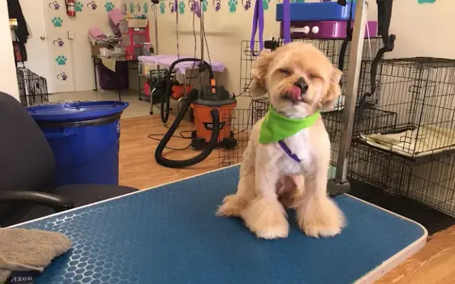 Jireh Pet Grooming in Fabens, TX