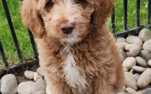 North Country Kennel Club in Fostoria, MI