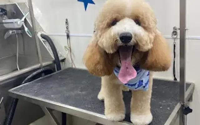 Winter Haven Mobile Pet Grooming in Davenport, FL