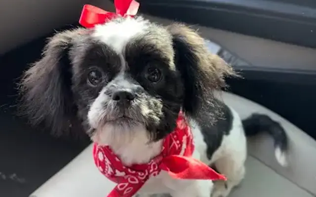 Amy's Dog Grooming in Chickasha, OK