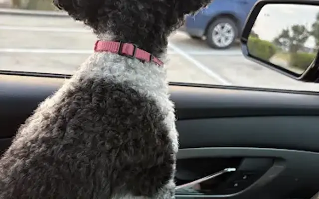 PetSmart Grooming in Richmond, TX