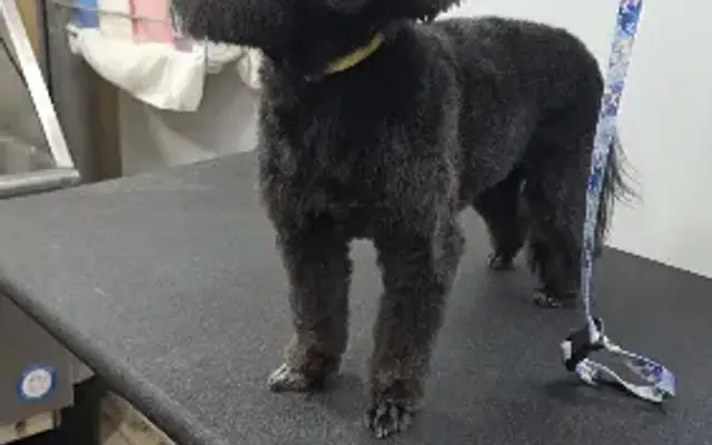 Pawsitively Heaven Dog Spa LLC in Brighton, CO