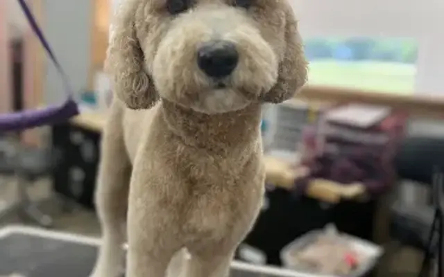 Dog-Gon Gorgeous in Groveport, OH