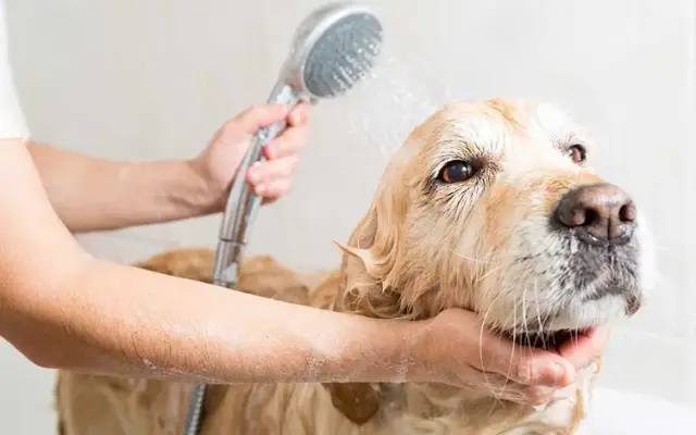 Salon Paws, LLC in New Prague, MN