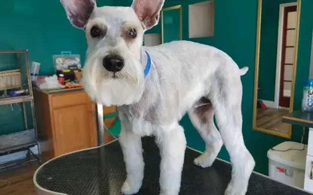 Soigné Pets in Johnson City, TN