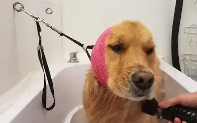 Scrub A Dog in Maynard, MA