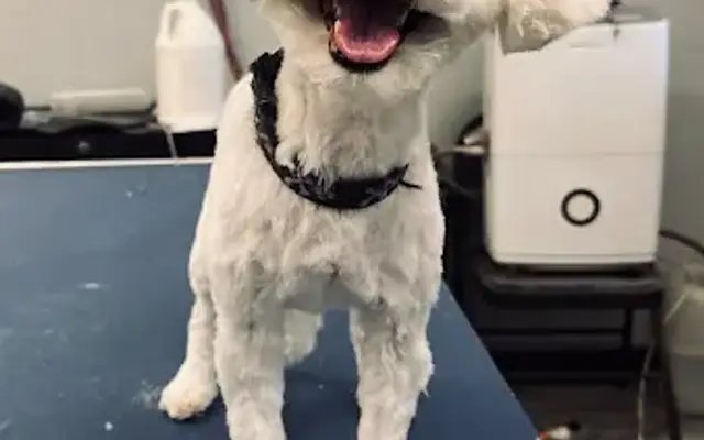 South Paw Dog Groomer in Bourbonnais, IL