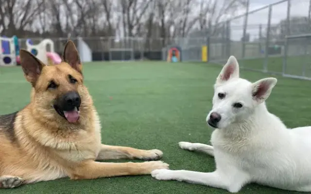 Pawsitive Pet Services in Lawton, IA