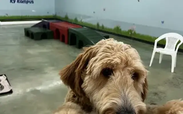 K9 Kampus in Melbourne, FL