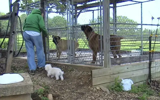 Lynn's Grooming & Dog Boarding in Calico Rock, AR