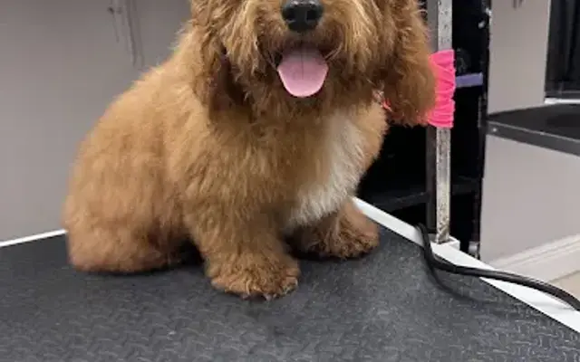 Joyful Pups Grooming & Lodge in Tamarac, FL